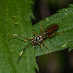 Cratichneumon w-album