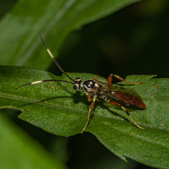 Cratichneumon w-album