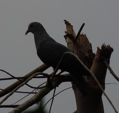 Columba malherbii