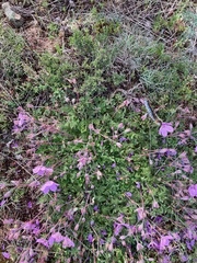 Erodium paularense