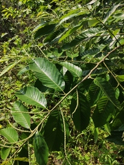 Castanea seguinii