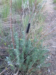 Hemileuca eglanterina