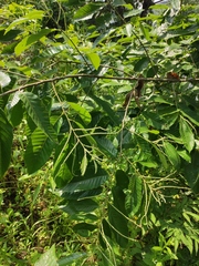 Castanea seguinii