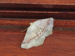 Drepanogynis mixtaria