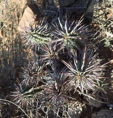 Euphorbia ferox