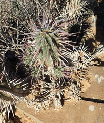 Euphorbia ferox