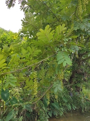 Pterocarya stenoptera