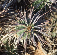 Euphorbia ferox