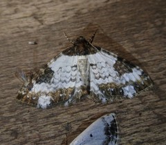 Melanthia procellata