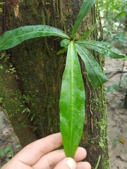Aspleniaceae