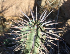 Euphorbia ferox