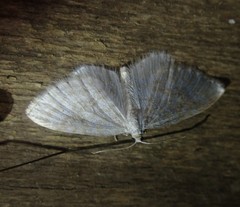 Asthena albulata