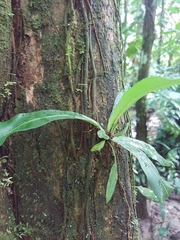 Aspleniaceae