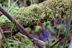 Sarcoscypha