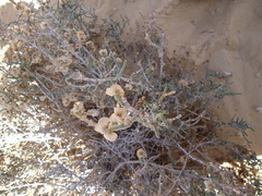 Anabasis articulata