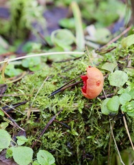 Sarcoscypha