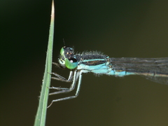 Ischnura evansi