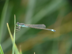 Ischnura evansi