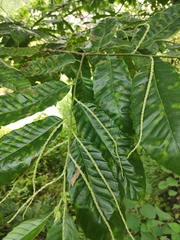 Castanea seguinii