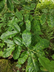 Castanea seguinii