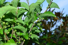 Ilex kusanoi
