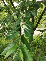 Castanea seguinii