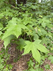 Liquidambar styraciflua