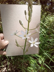 Ornithogalum arcuatum