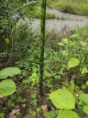 Amorphophallus kiusianus