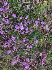 Erodium paularense