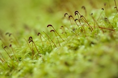 Brachythecium