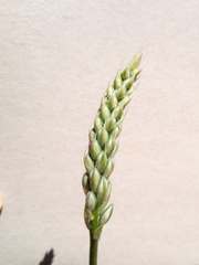 Ornithogalum arcuatum