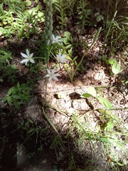 Ornithogalum arcuatum