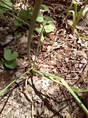 Ornithogalum arcuatum