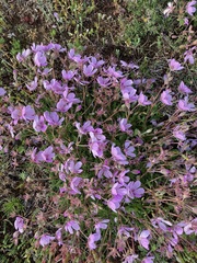 Erodium paularense