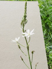 Ornithogalum arcuatum