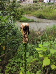 Amorphophallus kiusianus