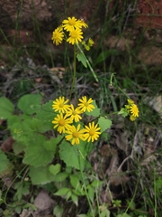 Sinosenecio oldhamianus