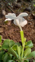 Chascanum cuneifolium