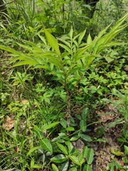Amorphophallus kiusianus