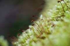 Brachythecium
