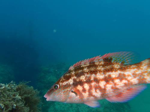 Baillons lipvis (Symphodus bailloni) — Labridae — 3