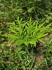 Amorphophallus kiusianus