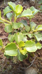 Chascanum cuneifolium