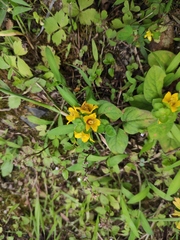 Lysimachia congestiflora