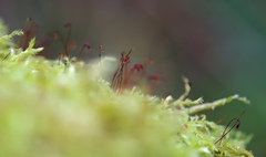 Brachythecium