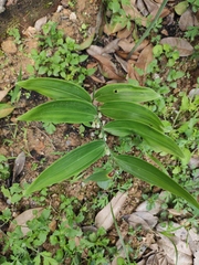 Polygonatum cyrtonema