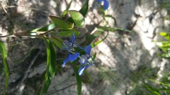 Commelina madagascarica