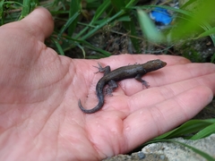 Gonatodes albogularis albogularis