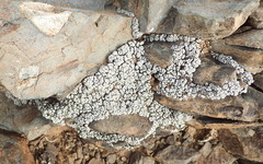 Toninia bumamma